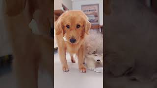 DogI fell for it狗狗：上当了 goldenretriever pets cute retriever cutedog funny [upl. by Maurili]