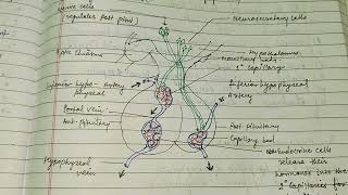 Hypothalamic control of endocrine system hypothalamus endocrinegland alkaranigupta8791 [upl. by Niwdla]