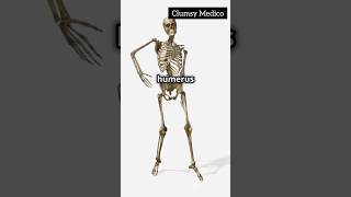 Humerus Anatomy humananatomy anatomysimplified humanbody bones viralshorts anatomy [upl. by Uriel]