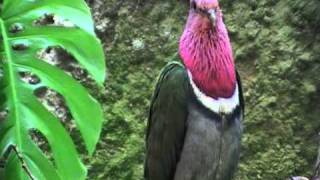 pink headed fruit dove [upl. by Alec493]