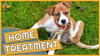 Dog Skin Allergy Home Remedies  Cure their Itch [upl. by Haswell]