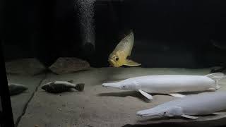 snow white Platinum Gar Alligatorhecht eat Cichla Intermedia Arowana Aquarium Tank 4 Meter [upl. by Raual]