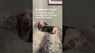 Send this to a dogtrovert🐶 dachshund minidachshund dogs [upl. by Ayerf321]