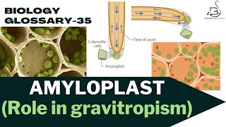 AMYLOPLAST Leucoplast  starch storage  role in gravitropism [upl. by Fronniah]