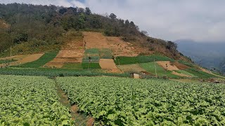 quotzunilquot aquí se cosecha las mejores verduras del mundo quotxela quotquetzaltenango Guatemala [upl. by Hardin477]