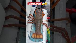 GIANT CRAYFISH  😱🤤 [upl. by Hamian]