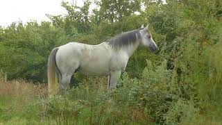 CAMARGUE STALLION 2 [upl. by Oranneg]