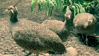 Elegant crested tinamou bird Chile Argentina bird [upl. by Nail]