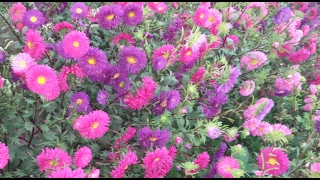 Aster Flower variety colours aster flower [upl. by Austina]