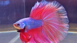 The International Betta Competition  magnificent fighting fish on show [upl. by Kellyann973]