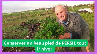 Conserver un beau PERSIL tout l  hiver [upl. by Nali991]