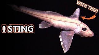 Ghost Shark facts aka Chimaera Facts  Animal Fact Files [upl. by Esbensen]