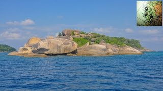 TOP 10 Diving Sites  Similan Islands and Richelieu Rock [upl. by Palumbo]