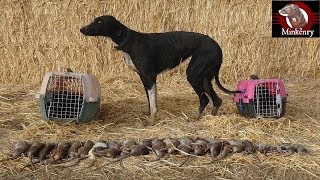 Trained Mink and Dog Catch 25 rats [upl. by Paryavi]