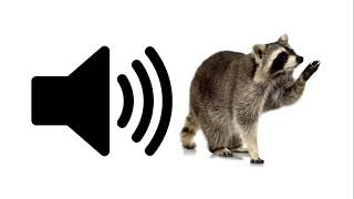 Racoon  Sound Effect  ProSounds [upl. by Sherilyn]