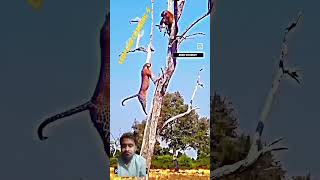 Tiger Vs Leopard leopard birds funny leapard animals tigerlion tigerfight tigermemes viral [upl. by Pet]