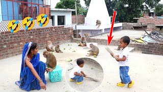 कृष्णा देखो कैसे झाड़ू से सफाई करता है🤣🤣🐒 Monkeys Very Very Guava Party  Feeding Monkeys [upl. by Gilges]