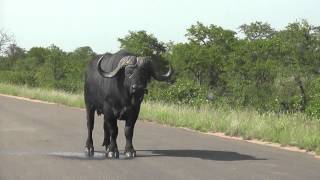 Old Buffalo and oxpeckers kruger NP [upl. by Scoville]