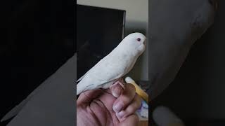 lacewing female English budgie [upl. by Eiuqram]