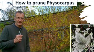 How to prune Physocarpus [upl. by Odelia]