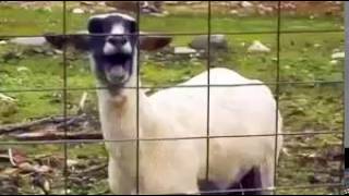 Screaming Goats  Sound Effects 1 [upl. by Capp]