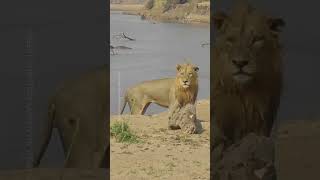 Angry hippo chases down lion in Zambia river [upl. by Sset842]