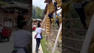 New method of drying paddy by Chinese farmers [upl. by Janiuszck]