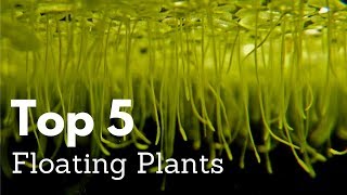 Top 5 Floating Plants for Aquariums [upl. by Seaton]