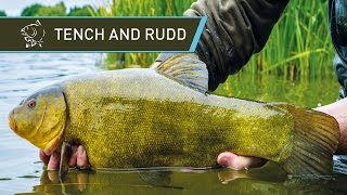 How To Catch Tench And Rudd UK Coarse Fishing [upl. by Atsok]