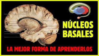 🧠ANATOMÍA de los GANGLIOS BASALES ¡¡Todo lo que tienes que saber [upl. by Tomasz451]