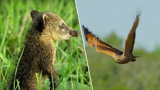 Young Coati vs Hawk  Wild Brazil  BBC Earth [upl. by Sualk786]