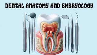 Maxillary Molars  Part 4  Mandibular Molars  Part 1 [upl. by Selmner]