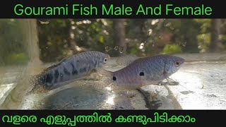 Gourami Fish Male And Female Difference In Malayalam Nattustories [upl. by Elyac]