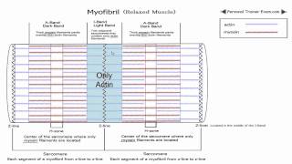 Sliding Filament Theory Part 1 NSCA Certification [upl. by Cr]