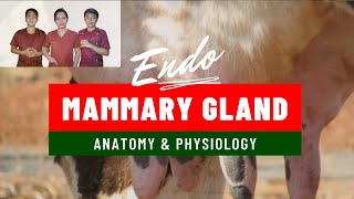 VET ENDO  Mammary Gland Anatomy amp Physiology  Student Output [upl. by Sasnak]