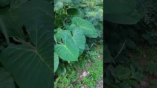 Colocasia esculenta  Araceae [upl. by Savanna8]