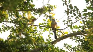 Northern Fantail Rhipidura rufiventris in Timor [upl. by Ahsiak]