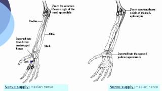 Flexor carpi radialis amp Palmaris longus  Ahmed Kamal [upl. by Wye]