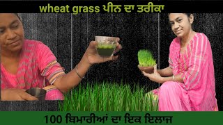 wheat grass ਗੇ ਗੁਣ wheatgrass [upl. by Assirral]