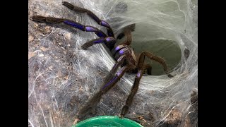 Chilobrachys sp Electric Blue rehouse and care [upl. by Duwalt]