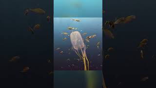 Box Jellyfish  The Ocean’s Deadliest Ghost [upl. by Billye]