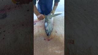 How to Fillet very fast tuna for sashimi [upl. by Brunhilda]