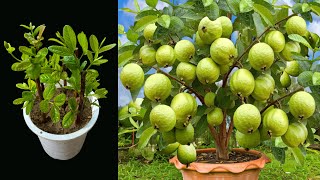 Grow Guava Trees Fast With Aloe Vera And Planted in sand best Idea for growing guavas trees [upl. by Armbrecht]