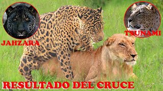 CRUCE entre JAGUAR y LEONA  ¿Qué Características Heredará él CACHORRO [upl. by Anirtik]