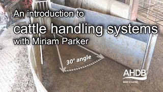 An introduction to cattle handling systems with Miriam Parker [upl. by Daukas778]