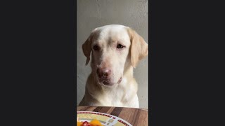 Dog Eating Mango😊Labrador Eating FruitsLovely Puppy [upl. by Sabba]