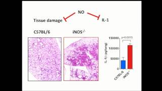 Nitric Oxide Controls Tuberculosis Immunopathology by Inhibiting  HGHI [upl. by Ahto]