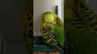 Tired Little Budgie birds australia budgies parakeet [upl. by Mcmurry]