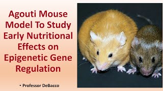 Agouti Mouse Model To Study Early Nutritional Effects on Epigenetic Gene Regulation [upl. by Akitnahs]