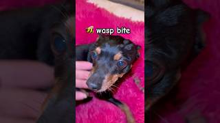 🐝 How Anaphylactic Shock starts❗️allergy wasps dog doglover hund wespe dogs [upl. by Arturo]